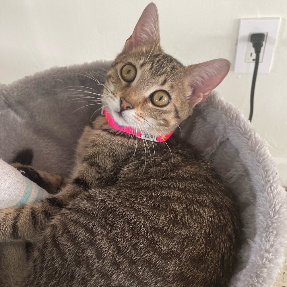 Meet your Posher, Minella